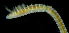  (Prionospio heterobranchia - FBAR-0267)  @11 [ ] CreativeCommons - Attribution Non-Commercial Share-Alike (2017) Unspecified Fish and Wildlife Research Institute