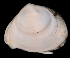  (Abra aequalis - FBAR-0275)  @11 [ ] CreativeCommons - Attribution Non-Commercial Share-Alike (2017) Unspecified Fish and Wildlife Research Institute