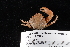  ( - FSBCI110322)  @11 [ ] CreativeCommons - Attribution Non-Commercial Share-Alike (2017) Unspecified Fish and Wildlife Research Institute
