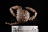  (Mithrax pleuracanthus - FSBCI127825)  @11 [ ] CreativeCommons - Attribution Non-Commercial Share-Alike (2017) Unspecified Fish and Wildlife Research Institute
