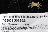  (Nanoplax - FSBCI68582)  @11 [ ] CreativeCommons - Attribution Non-Commercial Share-Alike (2017) Unspecified Fish and Wildlife Research Institute