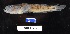  ( - FWRI 01077)  @11 [ ] CreativeCommons - Attribution Non-Commercial Share-Alike (2017) Unspecified Fish and Wildlife Research Institute