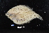  ( - FWRI 01086)  @11 [ ] CreativeCommons - Attribution Non-Commercial Share-Alike (2017) Unspecified Fish and Wildlife Research Institute