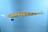  ( - FWRI 01926)  @11 [ ] CreativeCommons - Attribution Non-Commercial Share-Alike (2017) Unspecified Fish and Wildlife Research Institute
