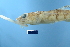  ( - FWRI 01926)  @11 [ ] CreativeCommons - Attribution Non-Commercial Share-Alike (2017) Unspecified Fish and Wildlife Research Institute