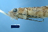  ( - FWRI 01926)  @11 [ ] CreativeCommons - Attribution Non-Commercial Share-Alike (2017) Unspecified Fish and Wildlife Research Institute