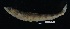  ( - FWRI 03024)  @11 [ ] CreativeCommons - Attribution Non-Commercial Share-Alike (2017) Unspecified Fish and Wildlife Research Institute