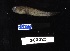  ( - FWRI 03463)  @11 [ ] CreativeCommons - Attribution Non-Commercial Share-Alike (2017) Unspecified Fish and Wildlife Research Institute