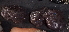  (Eudistoma - FWRI_I_1642)  @11 [ ] by-nc-sa (2024) Fish and Wildlife Conservation Commission Florida Biodiversity Collection at the Florida Fish and Wildlife Research Institute