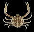  (Persephona - SMPA-0005)  @11 [ ] CreativeCommons - Attribution Non-Commercial Share-Alike (2017) Unspecified Fish and Wildlife Research Institute