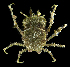  (Tychinae - SMPA-0082)  @11 [ ] CreativeCommons - Attribution Non-Commercial Share-Alike (2017) Unspecified Fish and Wildlife Research Institute