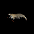  (Penaeus duorarum - SMPA-0193)  @11 [ ] CreativeCommons - Attribution Non-Commercial Share-Alike (2017) Unspecified Fish and Wildlife Research Institute