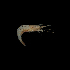  (Rimapenaeus - SMPA-0209)  @11 [ ] CreativeCommons - Attribution Non-Commercial Share-Alike (2017) Unspecified Fish and Wildlife Research Institute