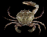  (Ovalipes floridanus - SMPA-0231)  @11 [ ] CreativeCommons - Attribution Non-Commercial Share-Alike (2017) Unspecified Fish and Wildlife Research Institute
