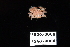  (Porcellana sigsbeiana - 135967-USGX 0066)  @11 [ ] by-nc-sa (2020) Paul Larson Fish and Wildlife Research Institute