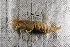  ( - FWRI I 00874)  @11 [ ] CreativeCommons - Attribution Non-Commercial Share-Alike (2019) Unspecified Fish and Wildlife Research Institute