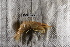  ( - FWRI I 00875)  @11 [ ] CreativeCommons - Attribution Non-Commercial Share-Alike (2019) Unspecified Fish and Wildlife Research Institute