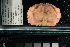  ( - FWRI I 00949)  @11 [ ] CreativeCommons - Attribution Non-Commercial Share-Alike (2019) Unspecified Fish and Wildlife Research Institute