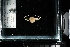  (Acanthilia - FWRI I 00980)  @11 [ ] CreativeCommons - Attribution Non-Commercial Share-Alike (2019) Unspecified Fish and Wildlife Research Institute