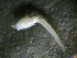  ( - 09COIFishA6)  @12 [ ] No Rights Reserved (2014) Unspecified UH Biology
