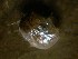  ( - 09CoIFishC1)  @12 [ ] No Rights Reserved (2014) Unspecified UH Biology
