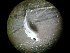  ( - 09CoIFishC60)  @11 [ ] No Rights Reserved (2014) Unspecified UH Biology