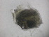  ( - 12COIFishA13)  @12 [ ] No Rights Reserved (2014) Unspecified UH Biology