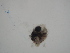  ( - 12COIFishB32)  @12 [ ] No Rights Reserved (2014) Unspecified UH Biology