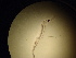 ( - 12COIFishC15)  @12 [ ] No Rights Reserved (2014) Unspecified UH Biology
