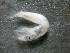  ( - 09COIFishA11)  @12 [ ] Unspecified (default): All Rights Reserved  Unspecified Unspecified