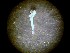  ( - 09COIFishA30)  @12 [ ] Unspecified (default): All Rights Reserved  Unspecified Unspecified