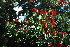  ( - BS0097)  @11 [ ] CreativeCommons - Attribution Non-Commercial Share-Alike (2011) Olivier Maurin University of Johannesburg