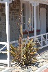  (Phormium - BS0141)  @11 [ ] CreativeCommons - Attribution Non-Commercial Share-Alike (2011) Olivier Maurin University of Johannesburg