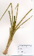  (Chasmanthe floribunda - BS0255)  @11 [ ] No Rights Reserved  Unspecified Unspecified
