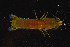  (Neogonodactylus - FTP_0065)  @12 [ ] CreativeCommons - Attribution Non-Commercial Share-Alike (2014) Matthieu Leray Smithsonian Institution