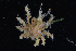  (Microphrys - FTP_0079)  @13 [ ] CreativeCommons - Attribution Non-Commercial Share-Alike (2014) Matthieu Leray Smithsonian Institution