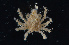  ( - FTP_0265)  @11 [ ] CreativeCommons - Attribution Non-Commercial Share-Alike (2014) Matthieu Leray Smithsonian Institution