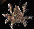  ( - FTP_1100)  @11 [ ] CreativeCommons - Attribution Non-Commercial Share-Alike (2017) Matthieu Leray Smithsonian Institution
