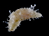  (Thyonella gemmata - FTP_1179)  @11 [ ] CreativeCommons - Attribution Non-Commercial Share-Alike (2017) Matthieu Leray Smithsonian Institution