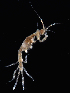  (Paracaprella pusilla - FTP_1180)  @11 [ ] CreativeCommons - Attribution Non-Commercial Share-Alike (2017) Matthieu Leray Smithsonian Institution