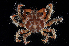 ( - FTP_1197)  @11 [ ] CreativeCommons - Attribution Non-Commercial Share-Alike (2017) Matthieu Leray Smithsonian Institution