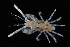  (Podocerus brasiliensis - FTP_1534)  @11 [ ] CreativeCommons - Attribution Non-Commercial Share-Alike (2017) Matthieu Leray Smithsonian Institution
