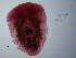  (Diplostominae - H.IN.Pa.OSP.1.4)  @14 [ ] CreativeCommons - Attribution (2013) Sean Locke Centre for Biodiversity Genomics