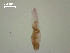  (Diplostomum baeri - D.IN.1.P.L45W.V45)  @12 [ ] Copyright (2010) Unspecified Environment Canada