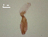  (Diplostomum sp. 4 SAL-2008 - D.IN.1.R.L50W.V30)  @13 [ ] Copyright (2010) Unspecified Environment Canada