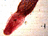  ( - Am.IN.Vv.NVS.1.5)  @13 [ ] CreativeCommons - Attribution Share-Alike (2013) Sean Locke Unspecified