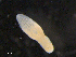  (Neodiplostomum travassossi - Nt.Bb.For.1501.D.1)  @11 [ ] CreativeCommons - Attribution (2014) Sean Locke Centre for Biodiversity Genomics