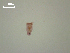  (Posthodiplostomum sp. 2 - P.IN.1.S.46W.7)  @11 [ ] Copyright (2010) Unspecified Environment Canada