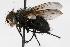  (Panzeria fasciventris - GUE06-FLY-076)  @15 [ ] CreativeCommons - Attribution (2009) Unspecified Centre for Biodiversity Genomics
