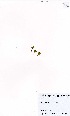  (Ranunculus biternatus - MarIsl46)  @11 [ ] No Rights Reserved  Unspecified Unspecified